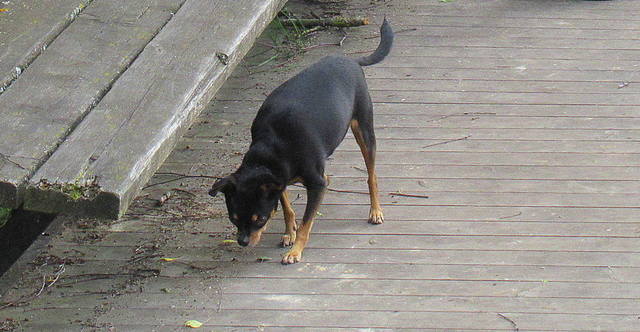 VFL.RU - ваш фотохостинг