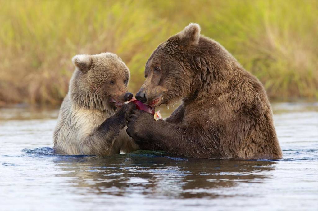 katmai-national-park-apc-duane-brooks