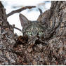 Wilmari-Porter-African-Wildcat-Kgalagadi-Transfrontier-Park-SA 100