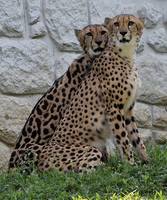 DbdWp2VVwAERB9i кор 100