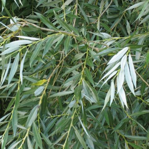 salix-alba