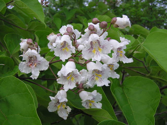 1280px-Catalpa bignonioides inflorescence