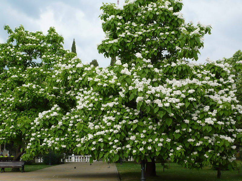 catalpa-bignonioides (1)