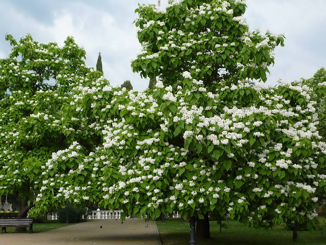 catalpa-bignonioides (1)