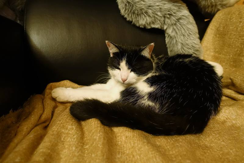 Вечерняя дача