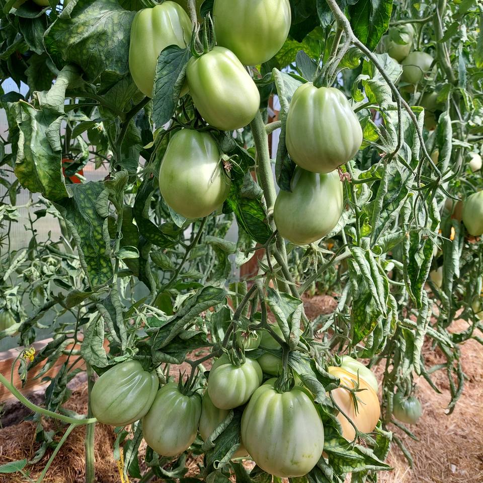 Пузата Хата