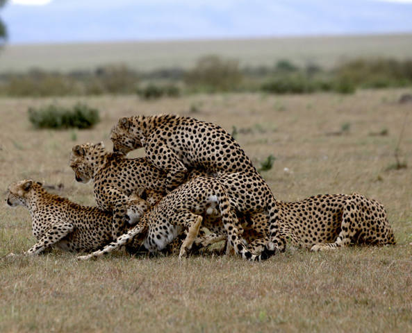 Elena-Chelysheva-Mating-cheetahs-Maasai-Mara 100