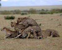 Elena-Chelysheva-Mating-cheetahs-Maasai-Mara 100