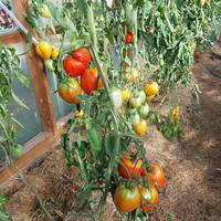 VFL.RU - ваш фотохостинг