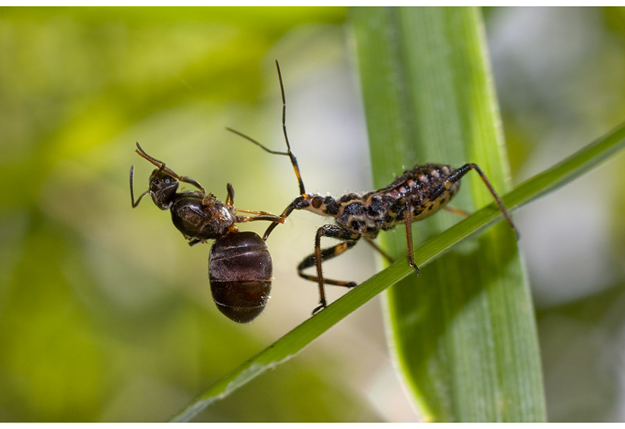 клоп и мурав