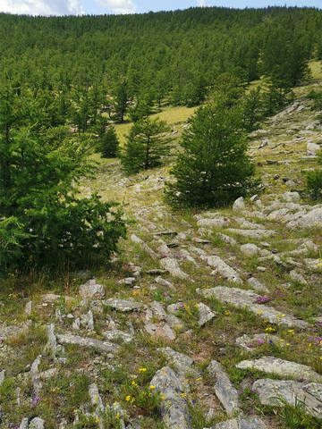 каменная дорога