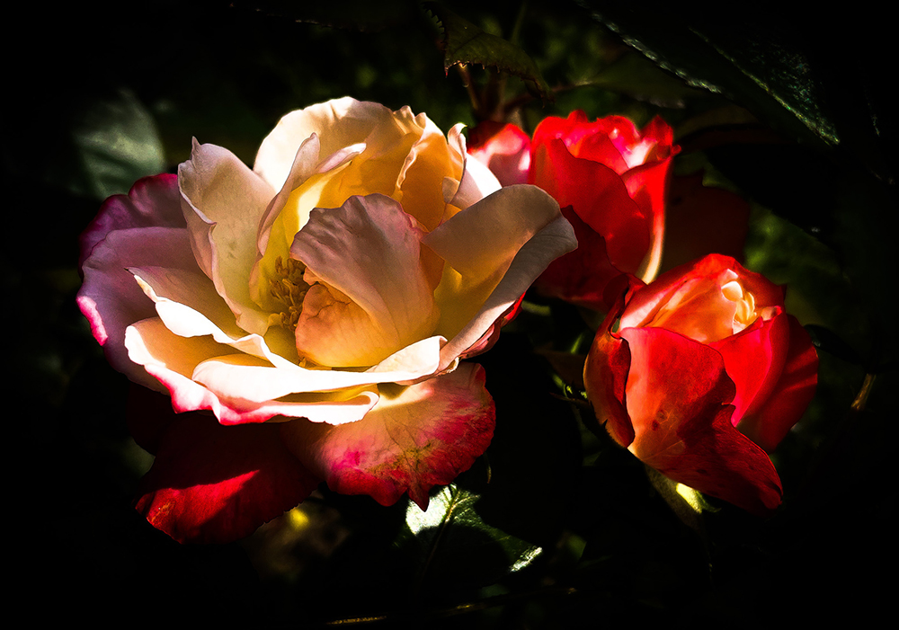 макро цвет4