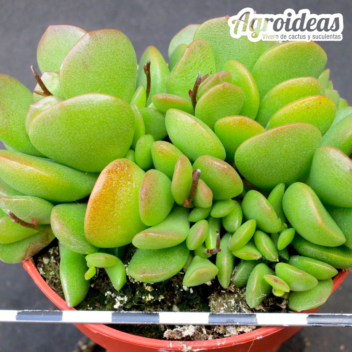 Adromischus diabolicus SH551