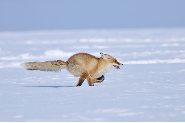 VFL.RU - ваш фотохостинг