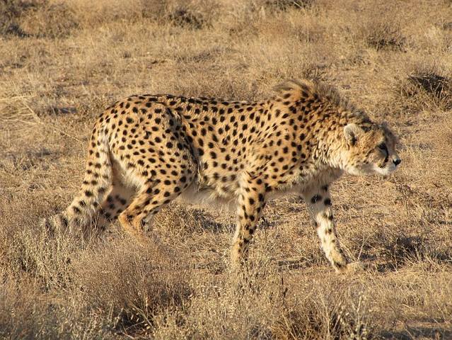 Asiatic-Cheetah-photos 100