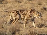 Asiatic-Cheetah-photos 100