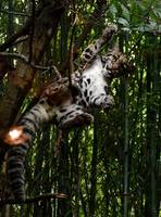 Clouded Leopard Belly NashvilleZoo игр 100