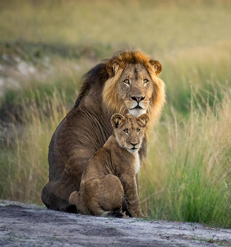 Andrew-Macdonald-male-lion-and-cub-Liuwa-Plain-Zambia коте пап 100