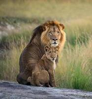 Andrew-Macdonald-male-lion-and-cub-Liuwa-Plain-Zambia коте пап 100