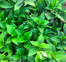 Горт крупнолистная