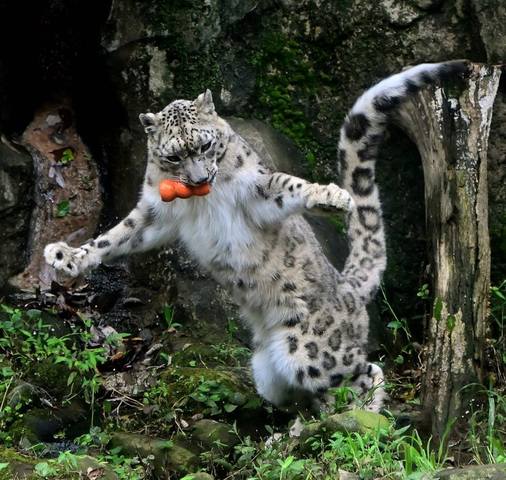 VFL.RU - ваш фотохостинг