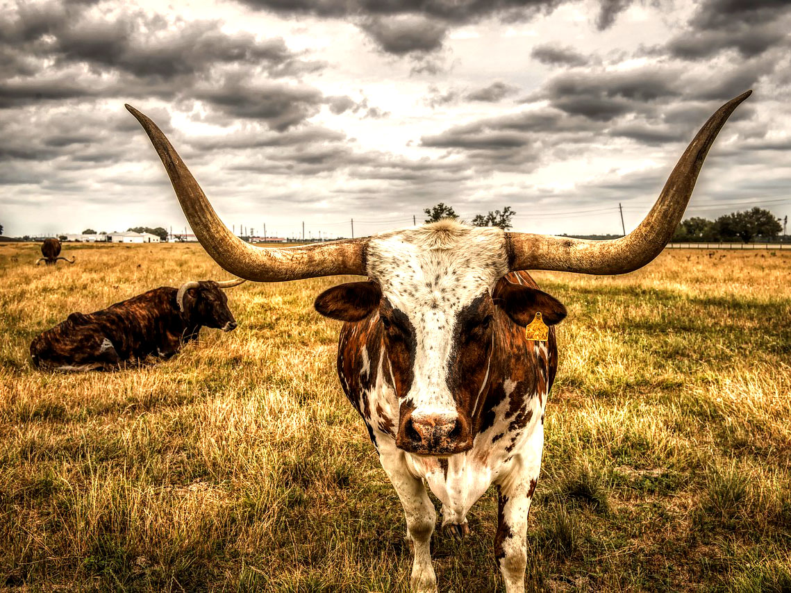 Longhorns in the Field