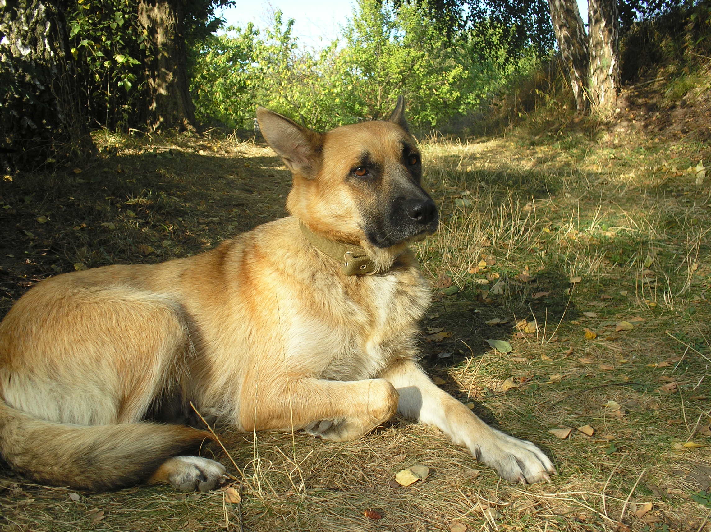 Рыжа
