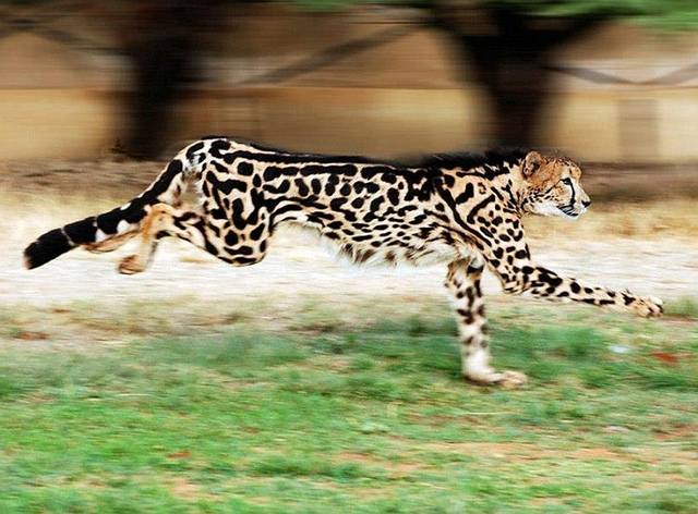 0ROVFJr0yj0 кор 100