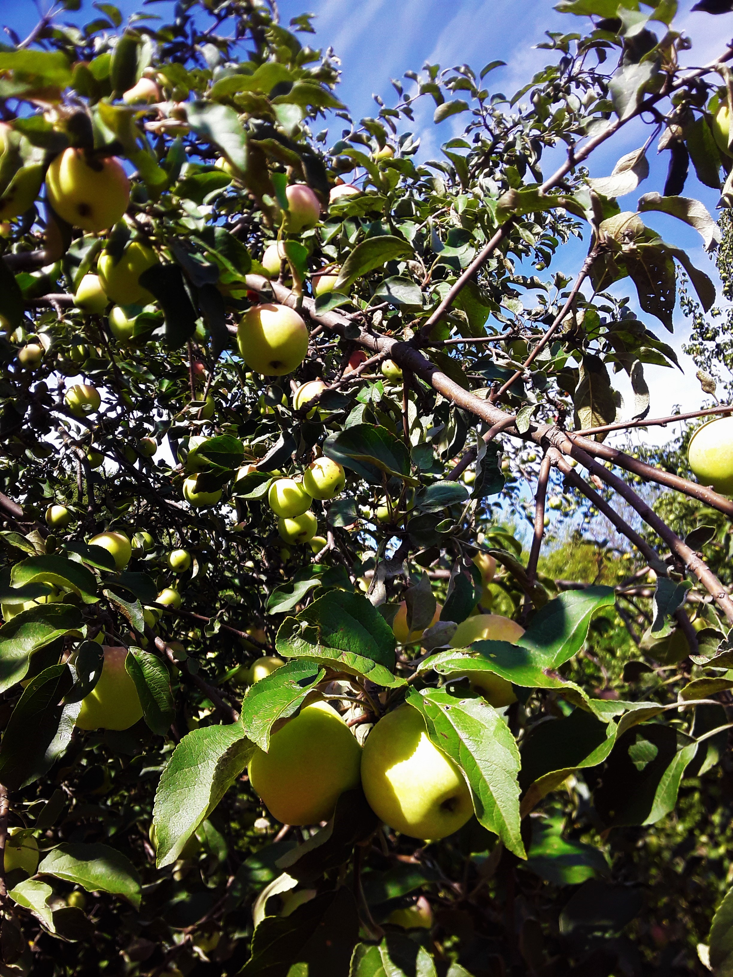 НАДЕЖДА ДУХАНИНА,Надя Немцева Духанина
