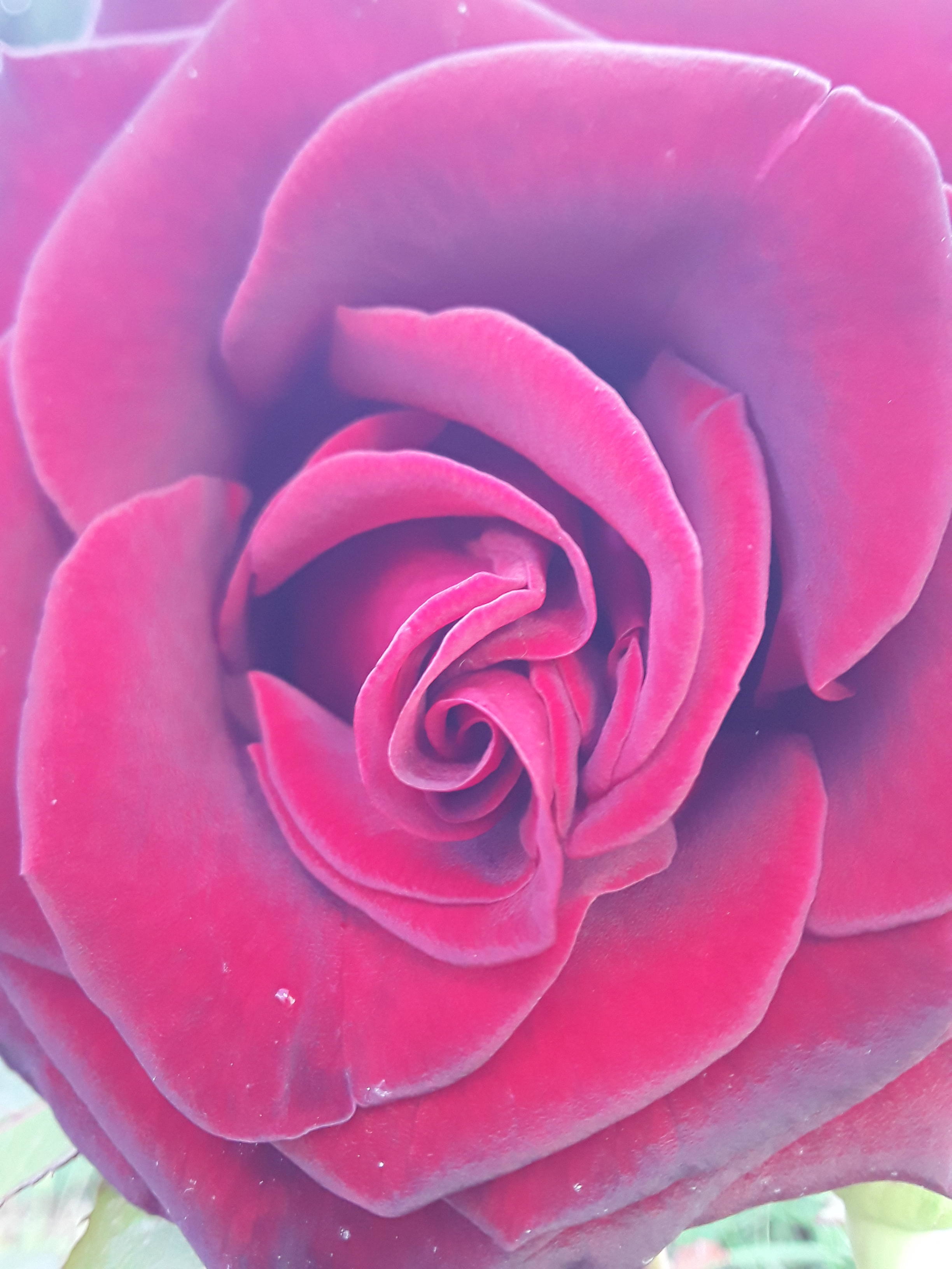 НАДЕЖДА ДУХАНИНА,Надя Немцева Духанина