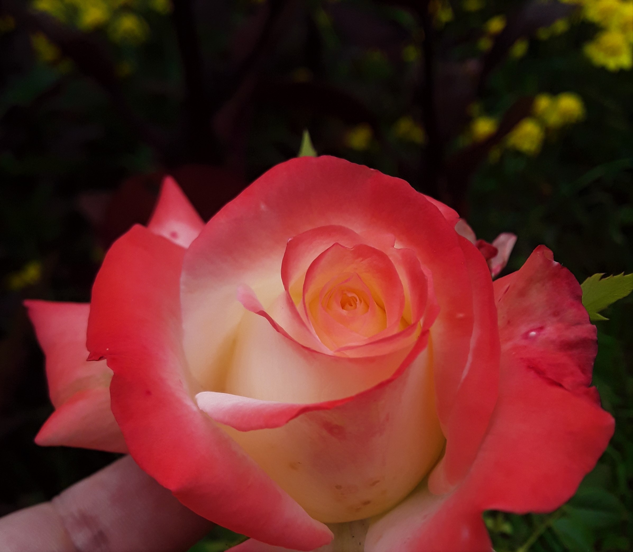 НАДЕЖДА ДУХАНИНА,Надя Немцева Духанина (40)