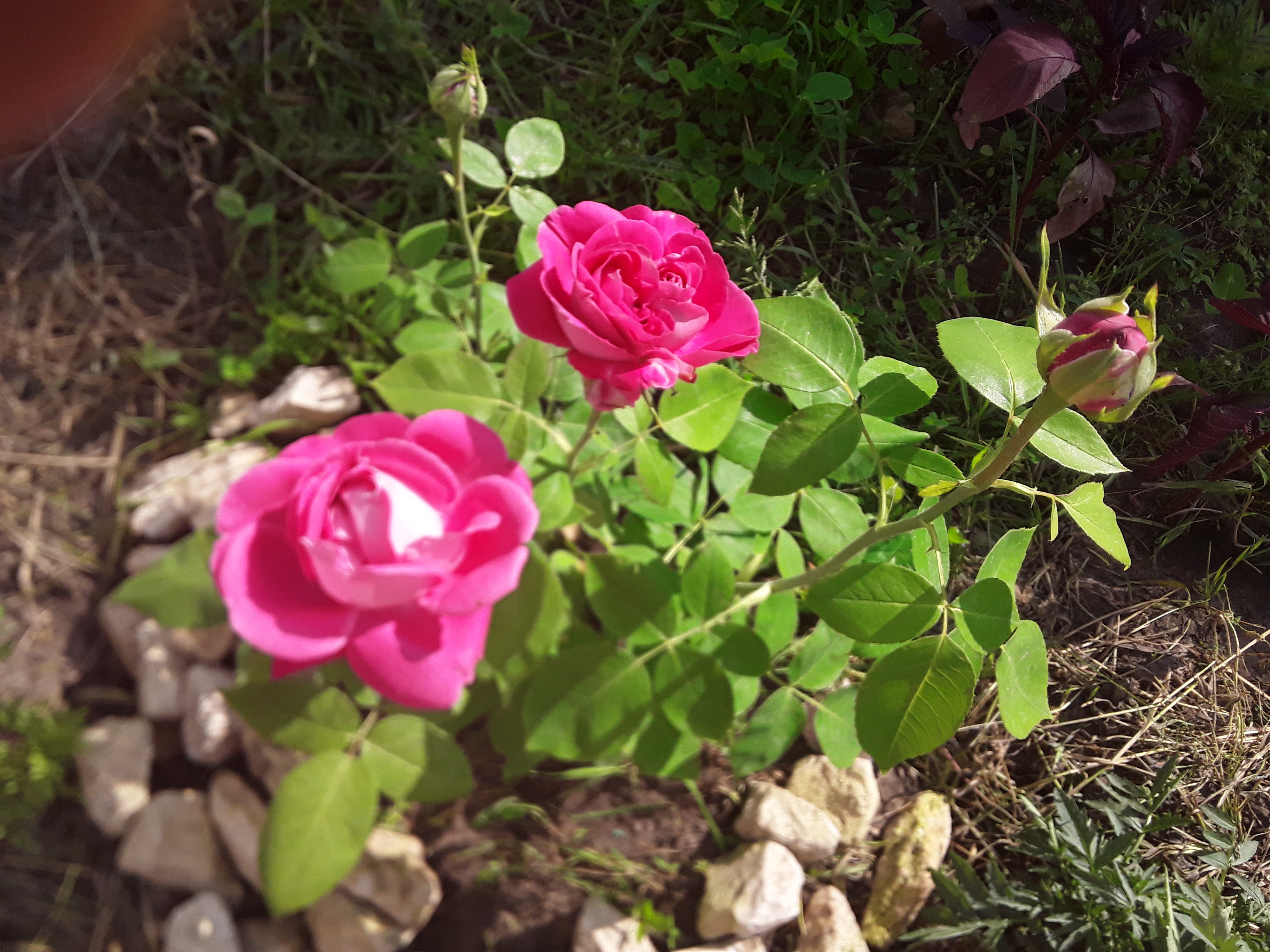 НАДЕЖДА ДУХАНИНА,Надя Немцева Духанина (1)