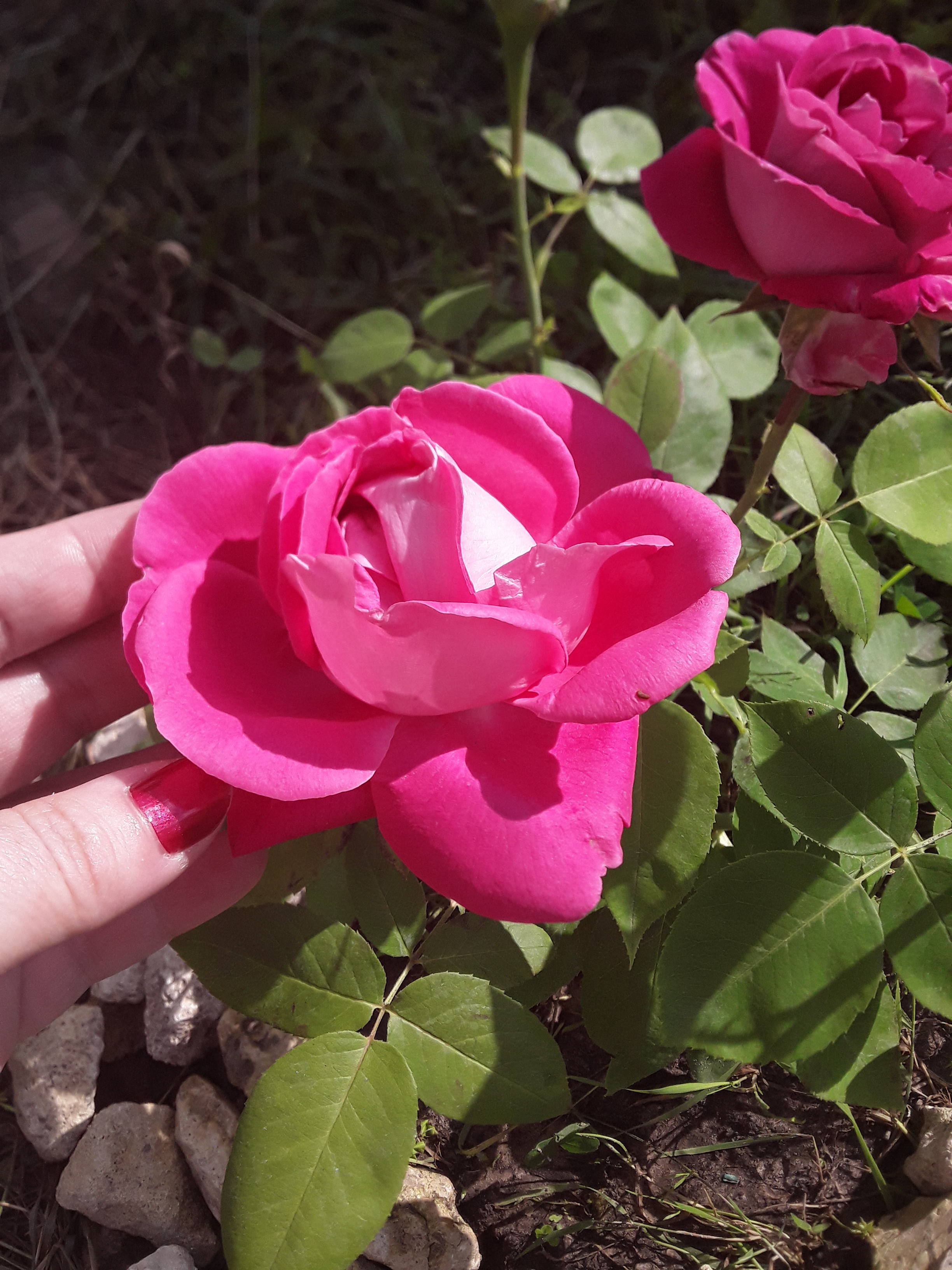 НАДЕЖДА ДУХАНИНА,Надя Немцева Духанина (2)