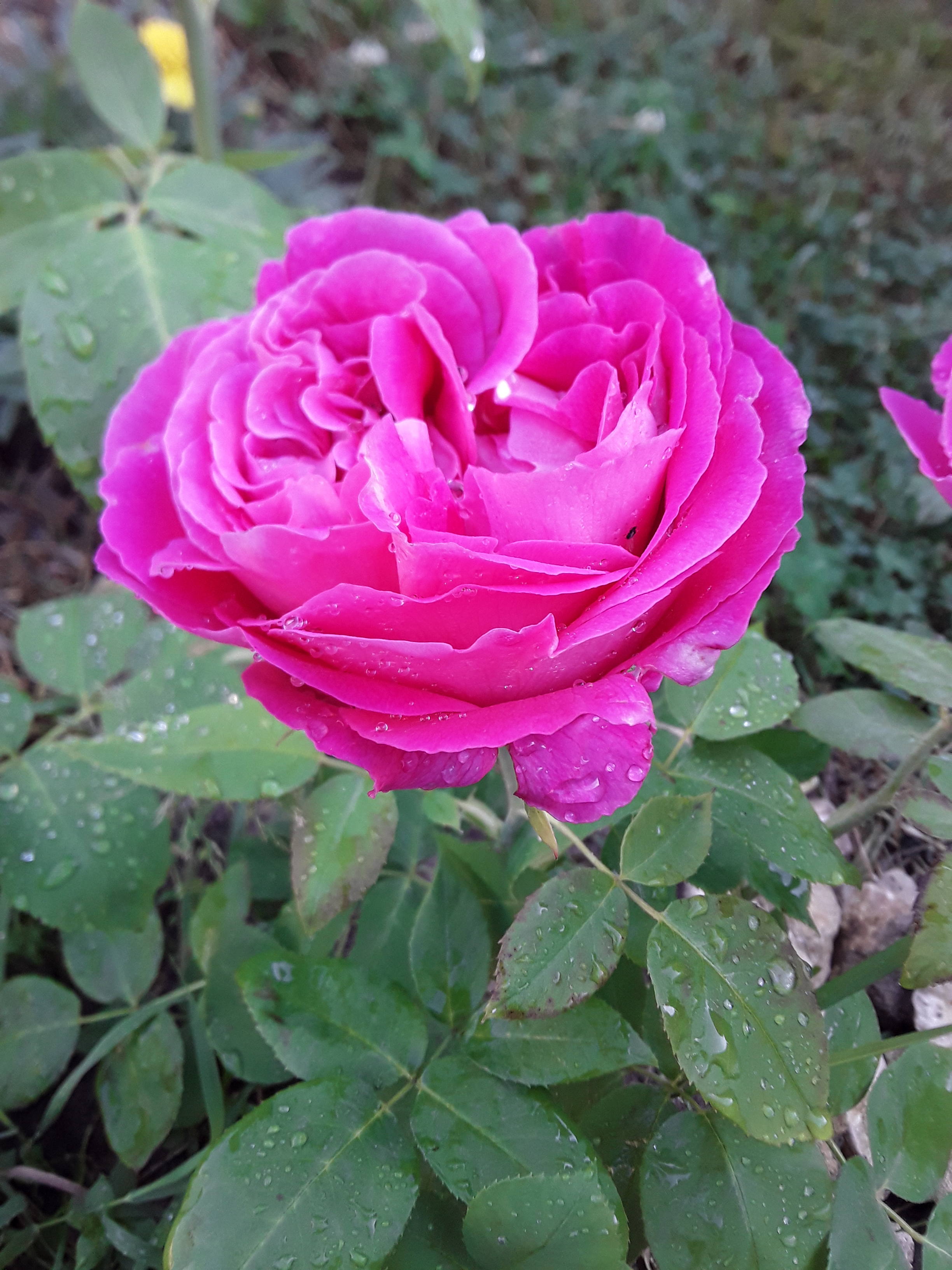 НАДЕЖДА ДУХАНИНА,Надя Немцева Духанина (7)