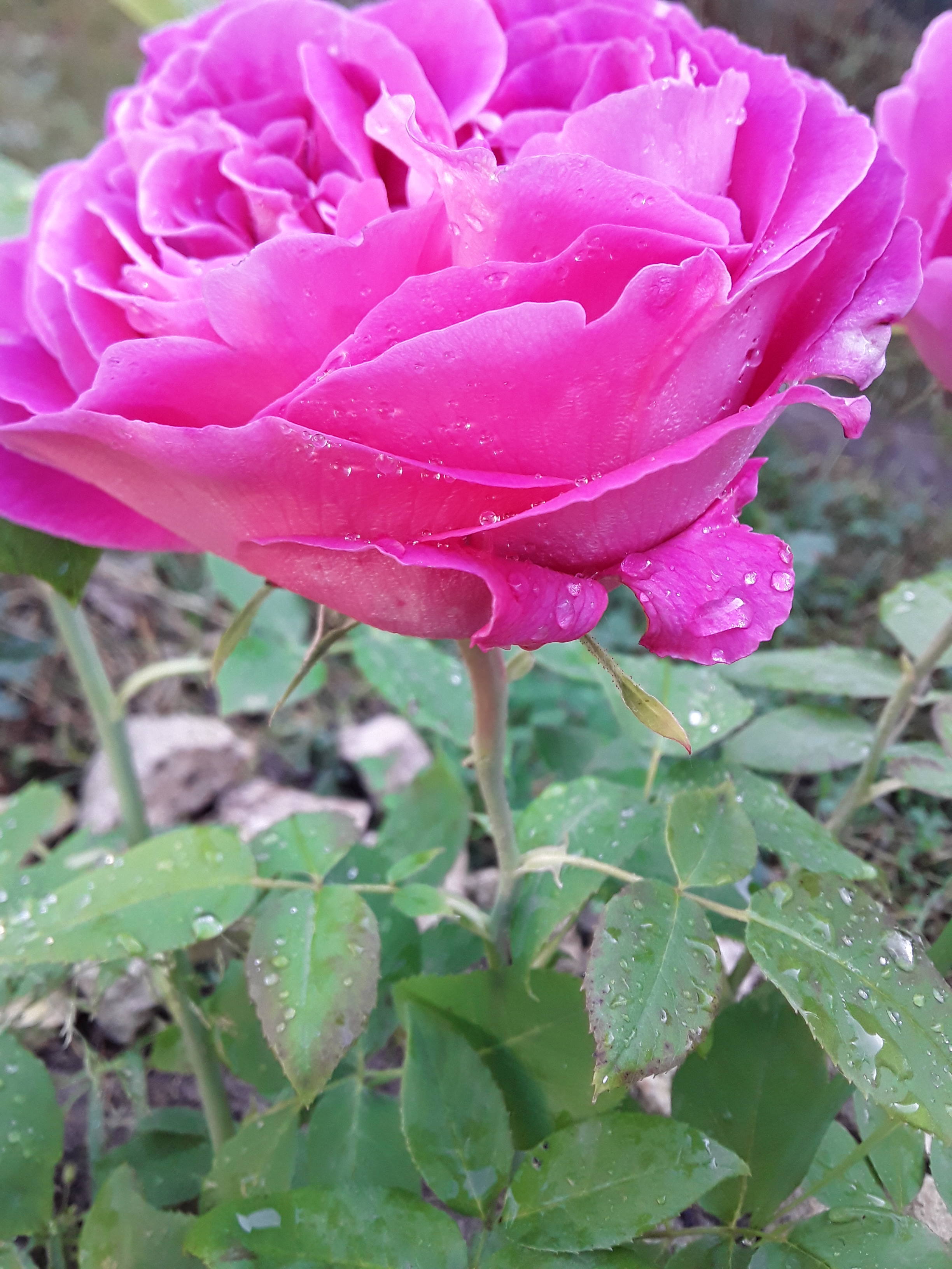 НАДЕЖДА ДУХАНИНА,Надя Немцева Духанина (14)