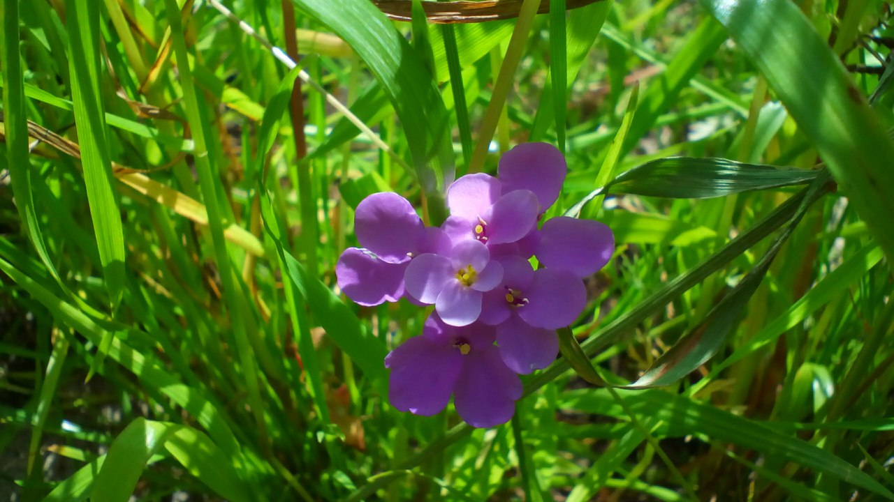 НАДЕЖДА ДУХАНИНА,Надя Немцева Духанина (3)