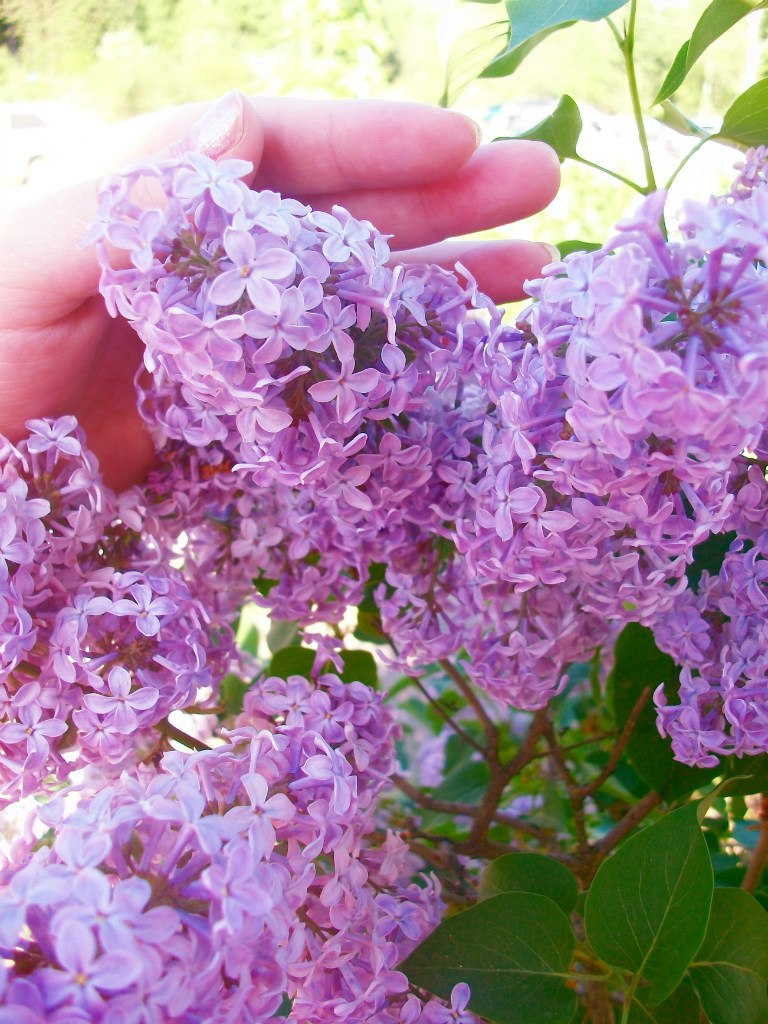 НАДЕЖДА ДУХАНИНА,Надя Немцева Духанина (5)