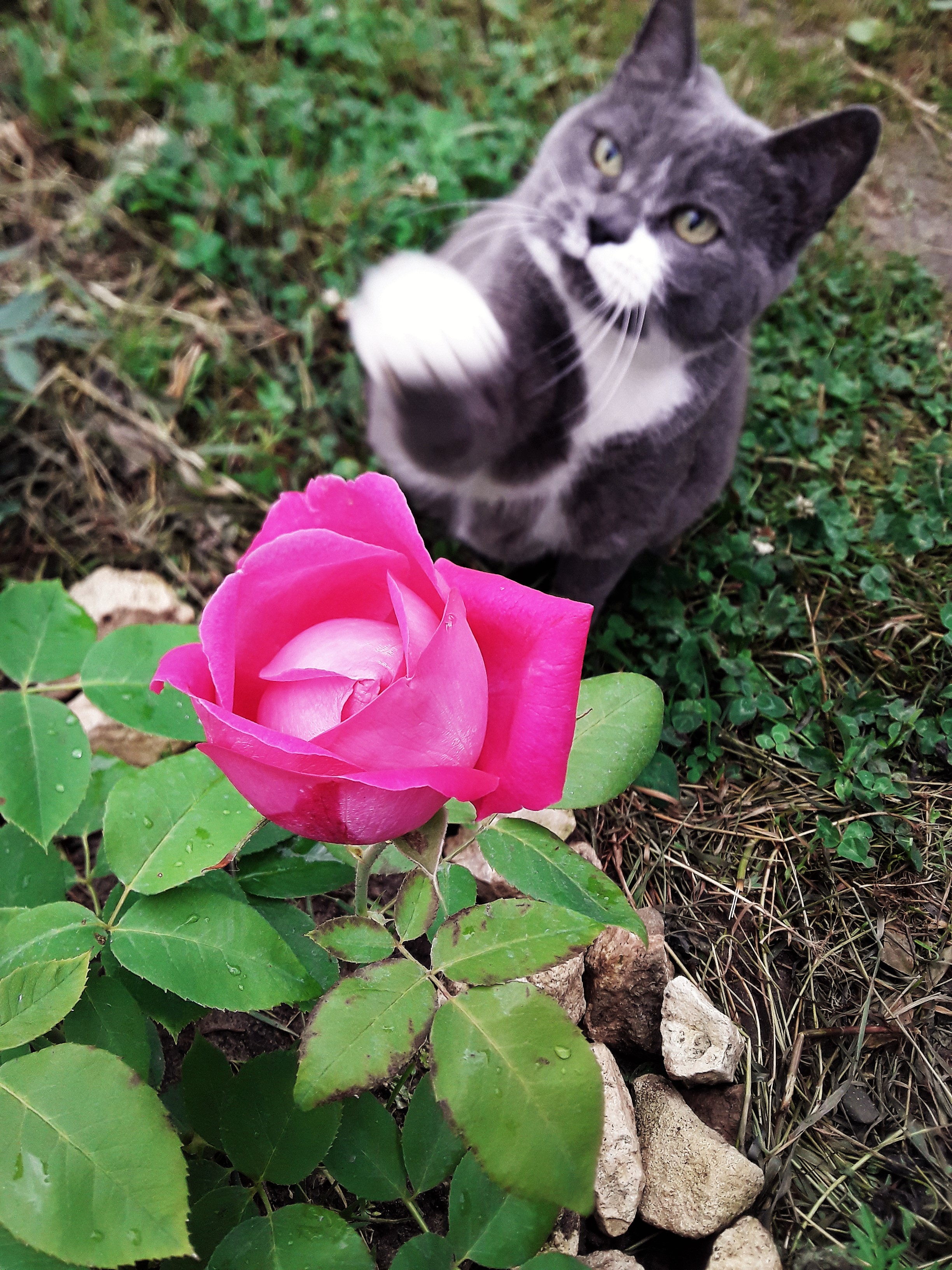 НАДЕЖДА ДУХАНИНА,Надя Немцева Духанина (10)