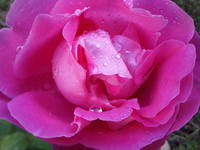 НАДЕЖДА ДУХАНИНА,Надя Немцева Духанина (20)