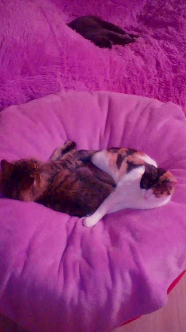 НАДЕЖДА ДУХАНИНА,Надя Немцева Духанина (70)