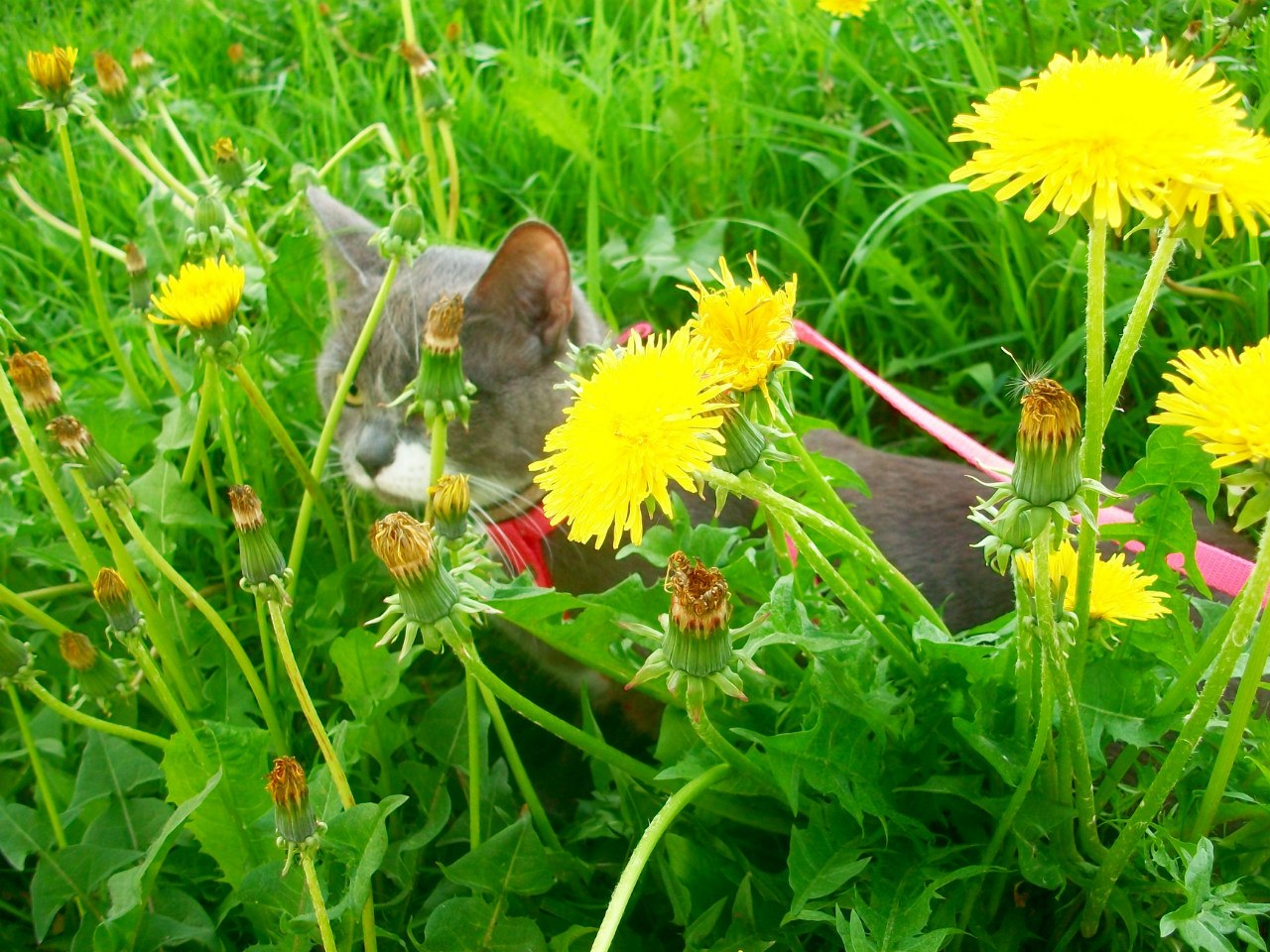 НАДЕЖДА ДУХАНИНА,Надя Немцева Духанина (27)