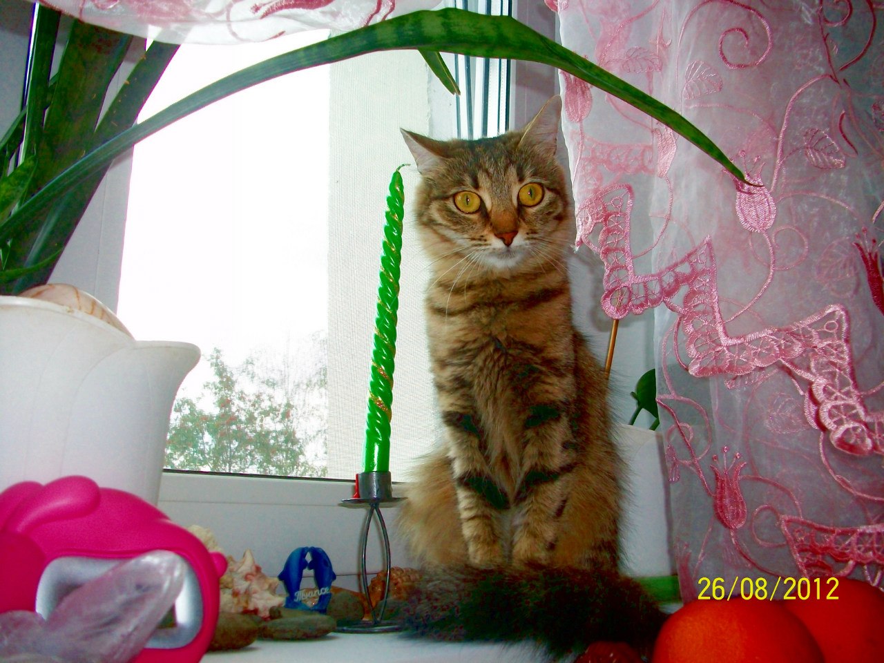 НАДЕЖДА ДУХАНИНА,Надя Немцева Духанина (106)