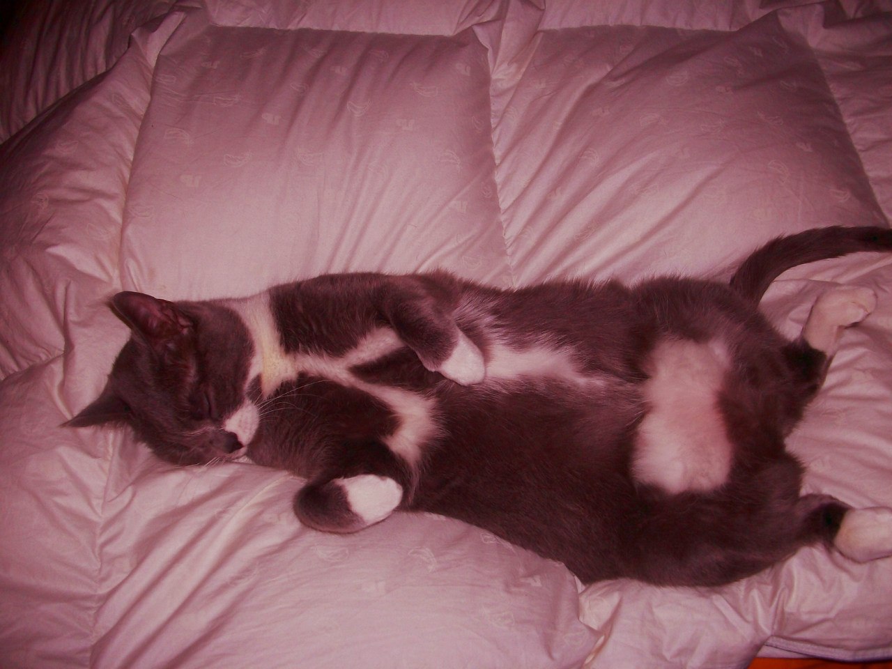 НАДЕЖДА ДУХАНИНА,Надя Немцева Духанина (224)