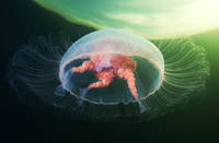 Фото Александра Семенова6