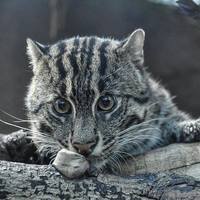 VFL.RU - ваш фотохостинг