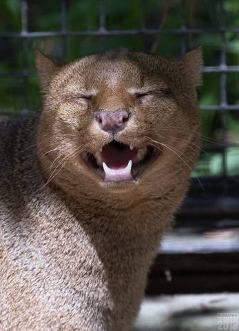 jag2 фан 100