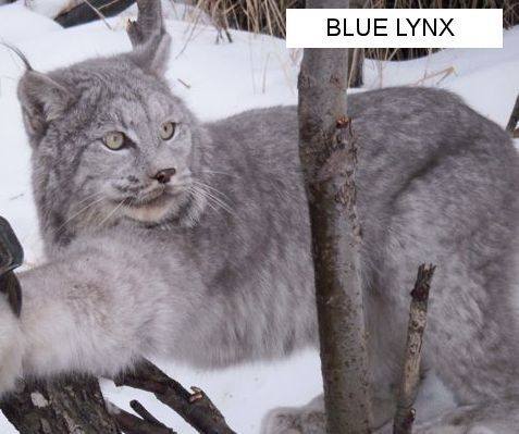 blue-lynx 100