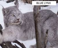 blue-lynx 100