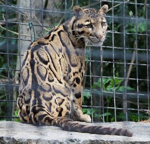 271 Indochinese clouded leopard 100
