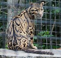 271 Indochinese clouded leopard 100